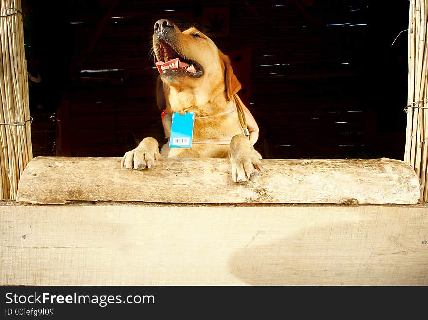 Dog at reception desk