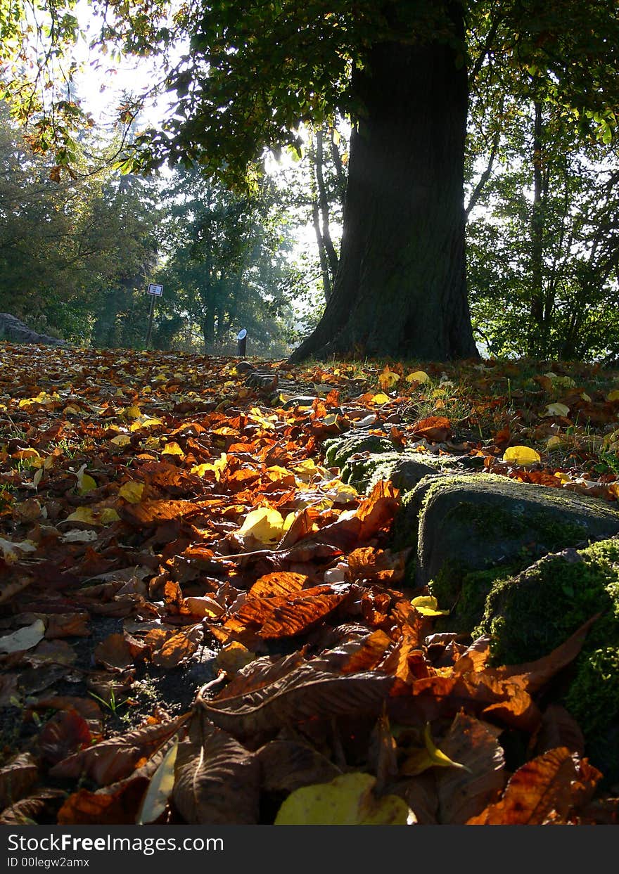 Autumn forest - coloured leaf in sun