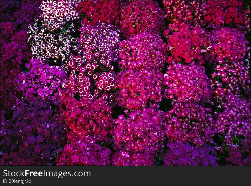 Flowers versicolor reddish bloomy violet