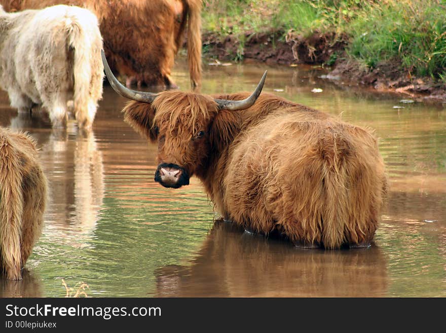 A Highland cow in the water