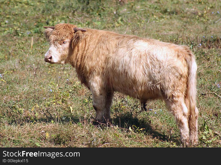 A Highland cow in a green pasture
