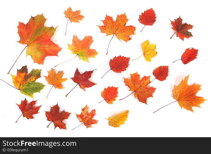 Autumn background with many color leafs on the white background