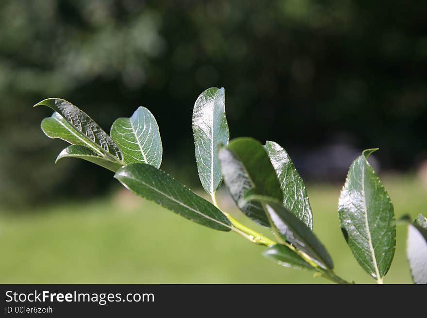 Willow leaves