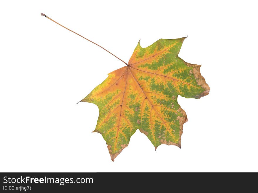 The isolated flavovirent maple leaf close up