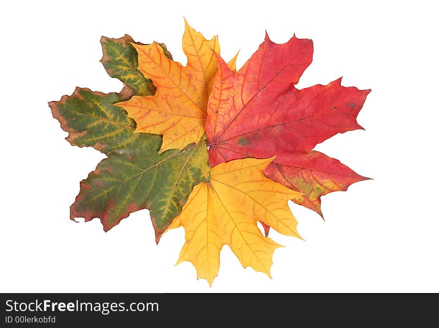 The isolated composition from color maple leaves. The isolated composition from color maple leaves