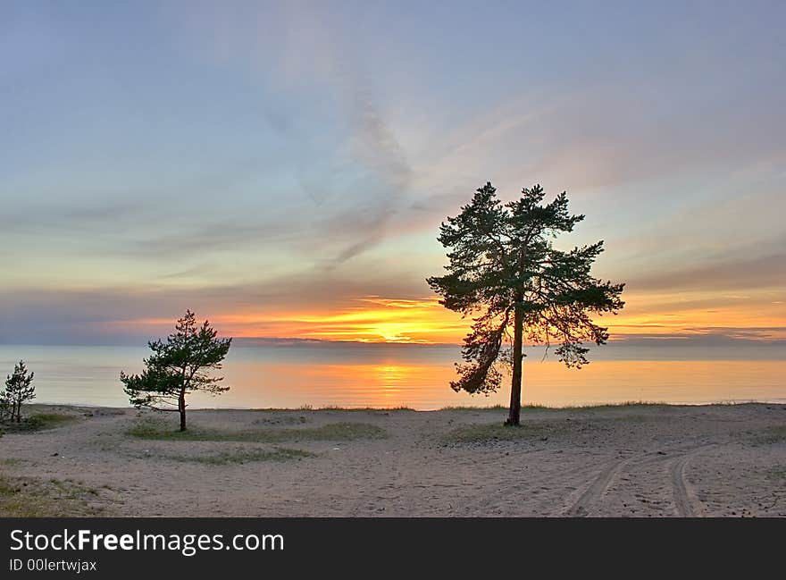 Remote pines on coast