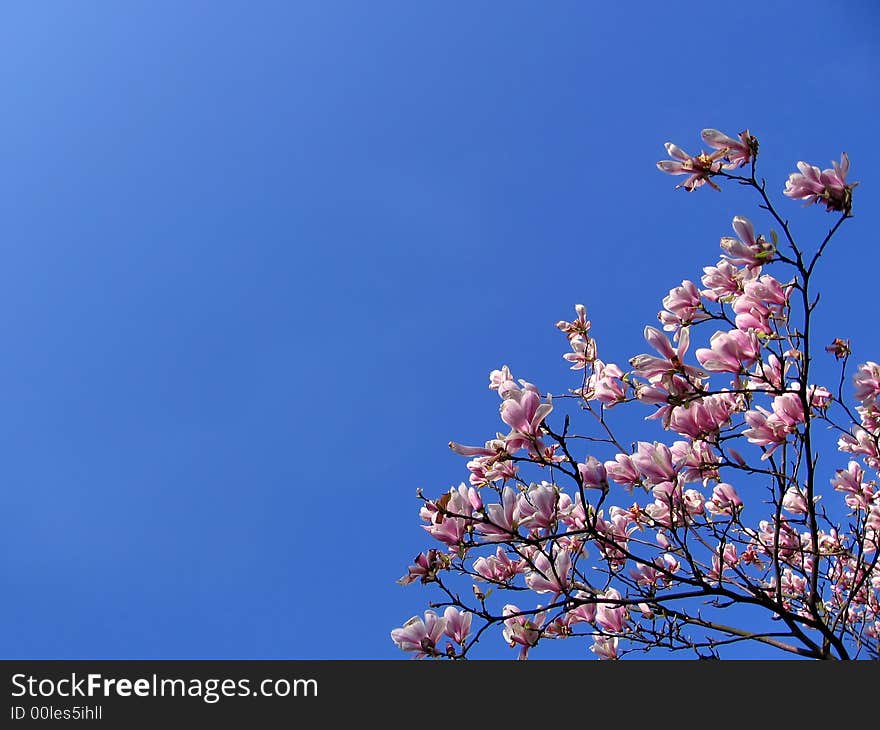 Beautiful pink flowers. Blue bright sky. Branches. Beautiful pink flowers. Blue bright sky. Branches.