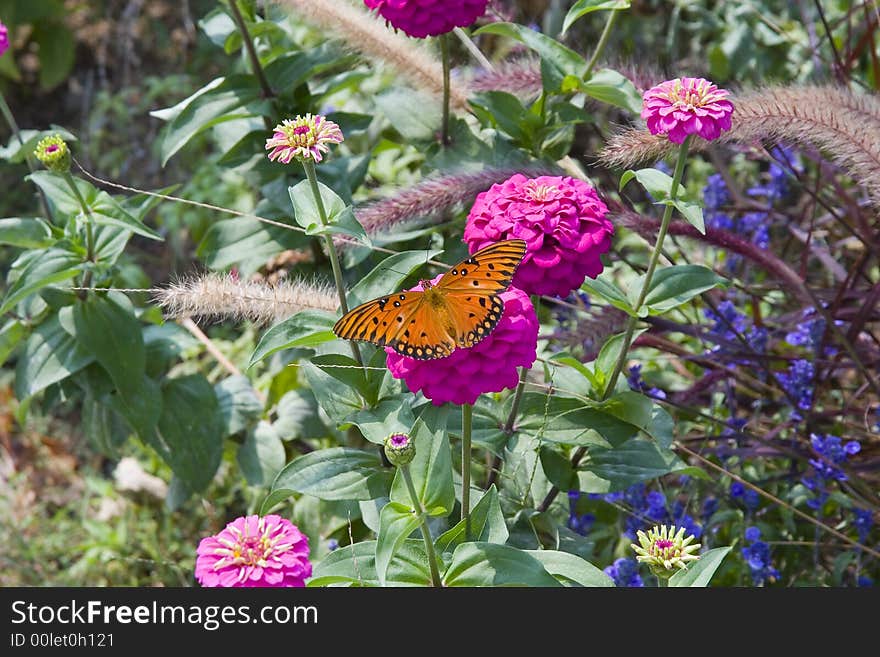 Monarch on Purple Flower