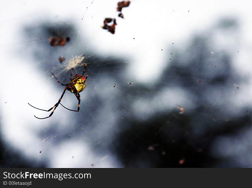 This spider from western China. This spider from western China