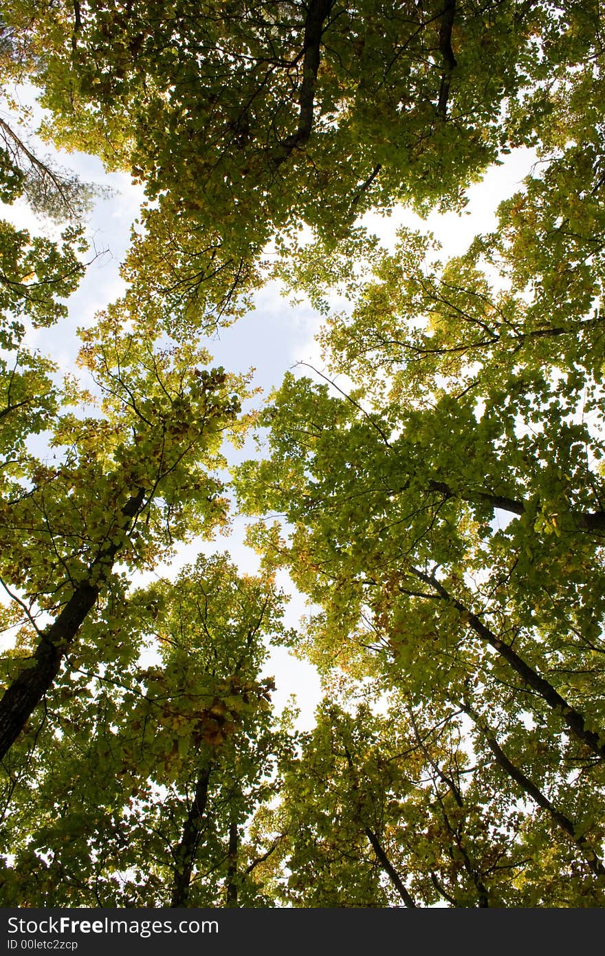 A green  forest in autumn season. A green  forest in autumn season