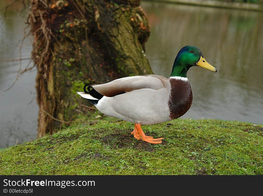 a beautiful belgian duck in the rain with water and tree background