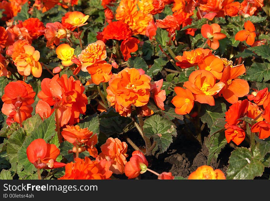 Orange marigolds in sun light. summer