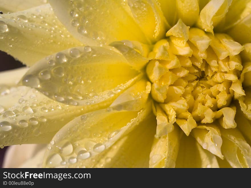 Yellow Flower