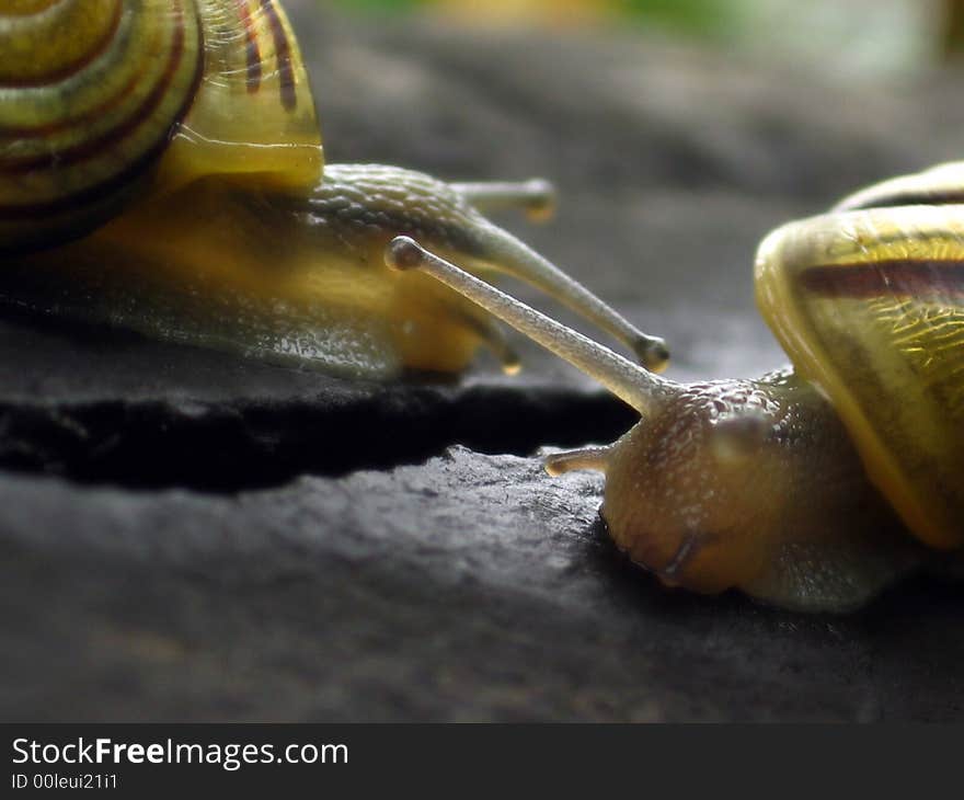 There are two snails seperated by a precipice