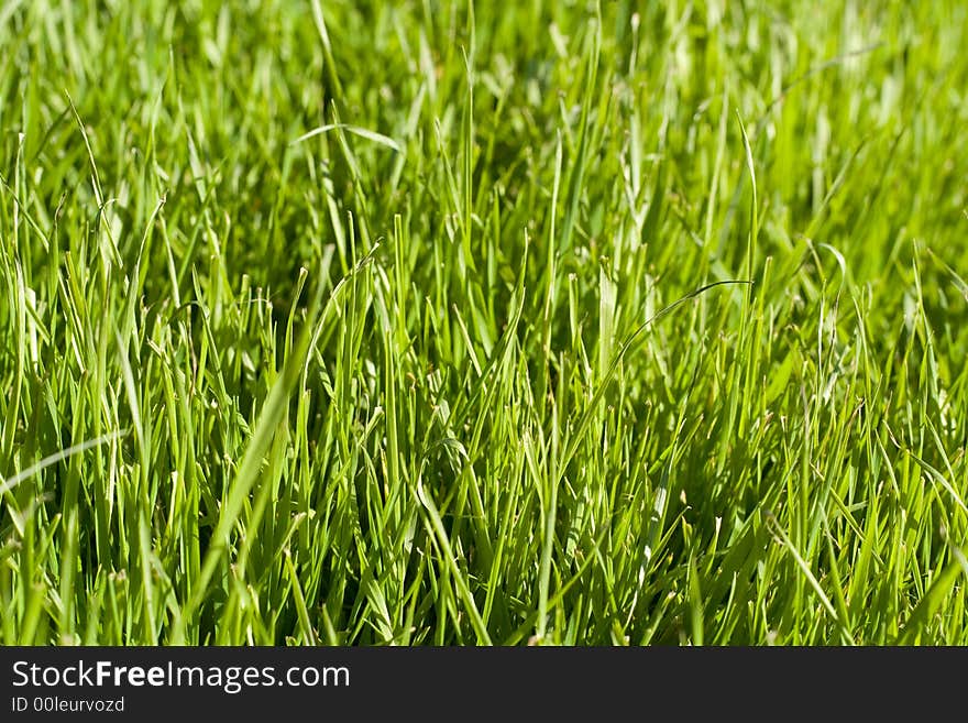 Close picture of grass-plot. Close picture of grass-plot