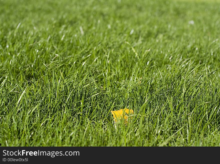 Yellow leaf on green grass. Yellow leaf on green grass