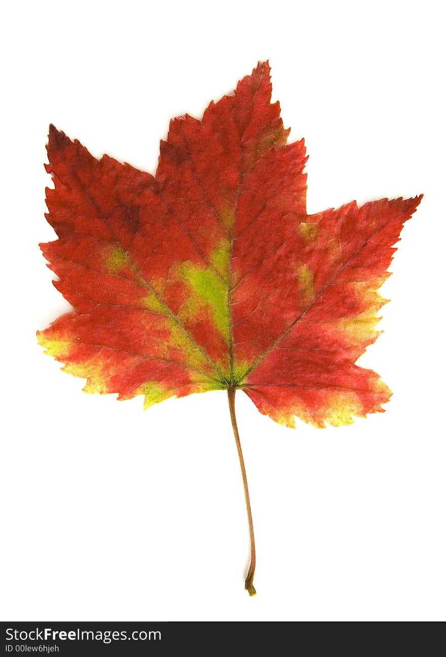 Close up of leaf isolated on a white background. Close up of leaf isolated on a white background