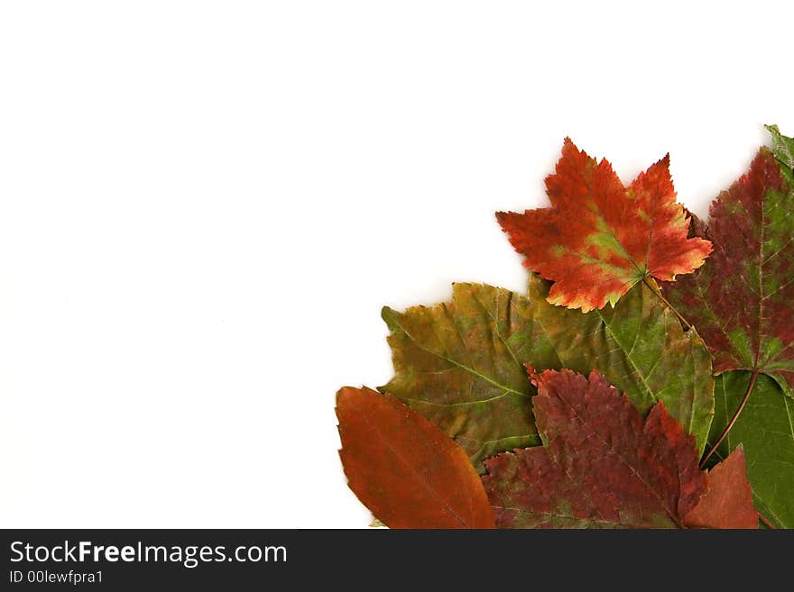 Close up of leaves isolated on a white background. Close up of leaves isolated on a white background