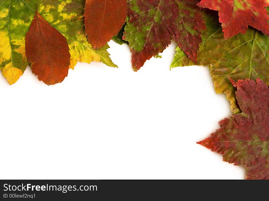 Close up of leaves isolated on a white background. Close up of leaves isolated on a white background