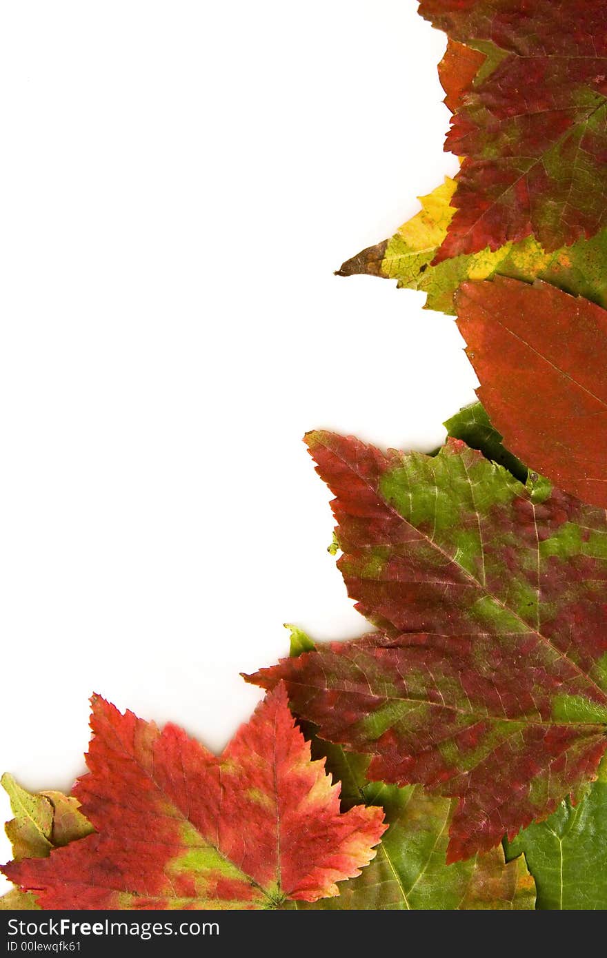 Close up of leaves isolated on a white background. Close up of leaves isolated on a white background