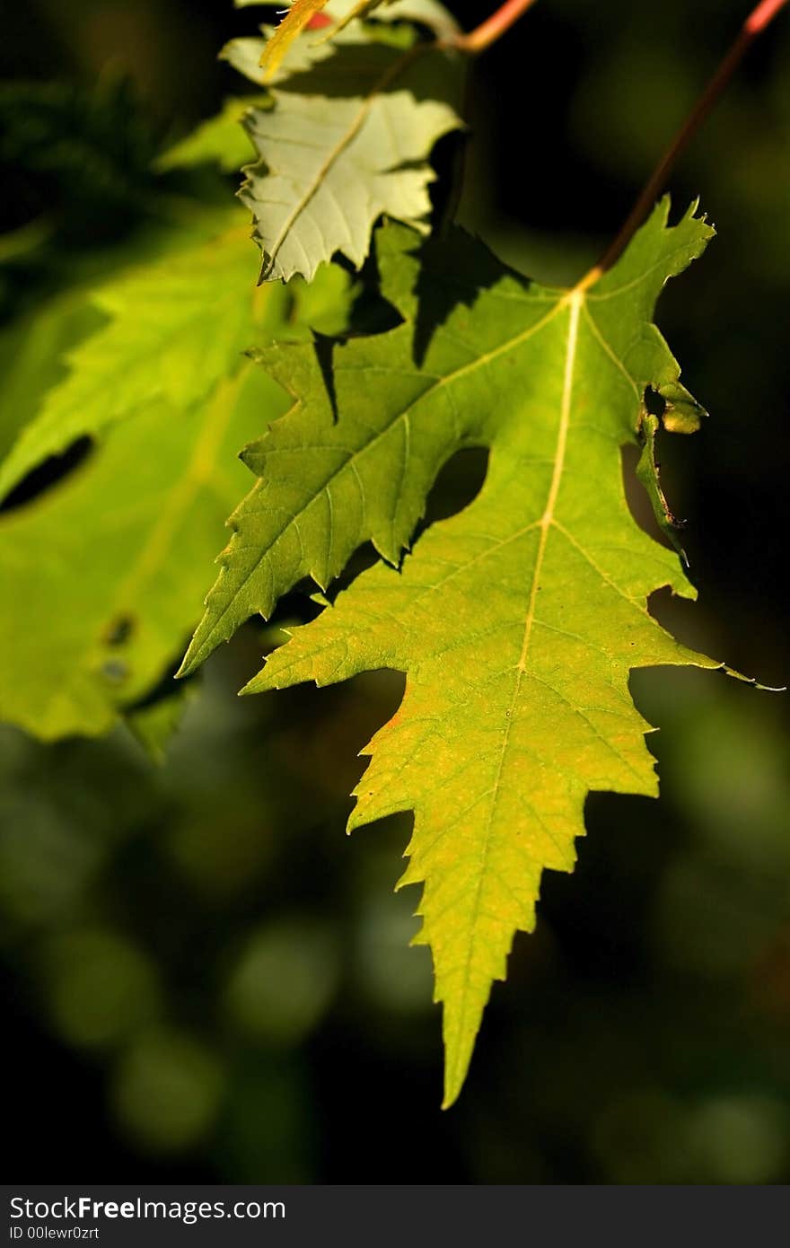 Bright colored maple leaves during early autumn time. Bright colored maple leaves during early autumn time