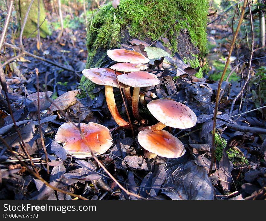 Mushrooms, growings on a stump, in the autumn forest