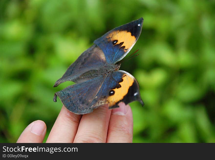 Butterfly on Fingertips