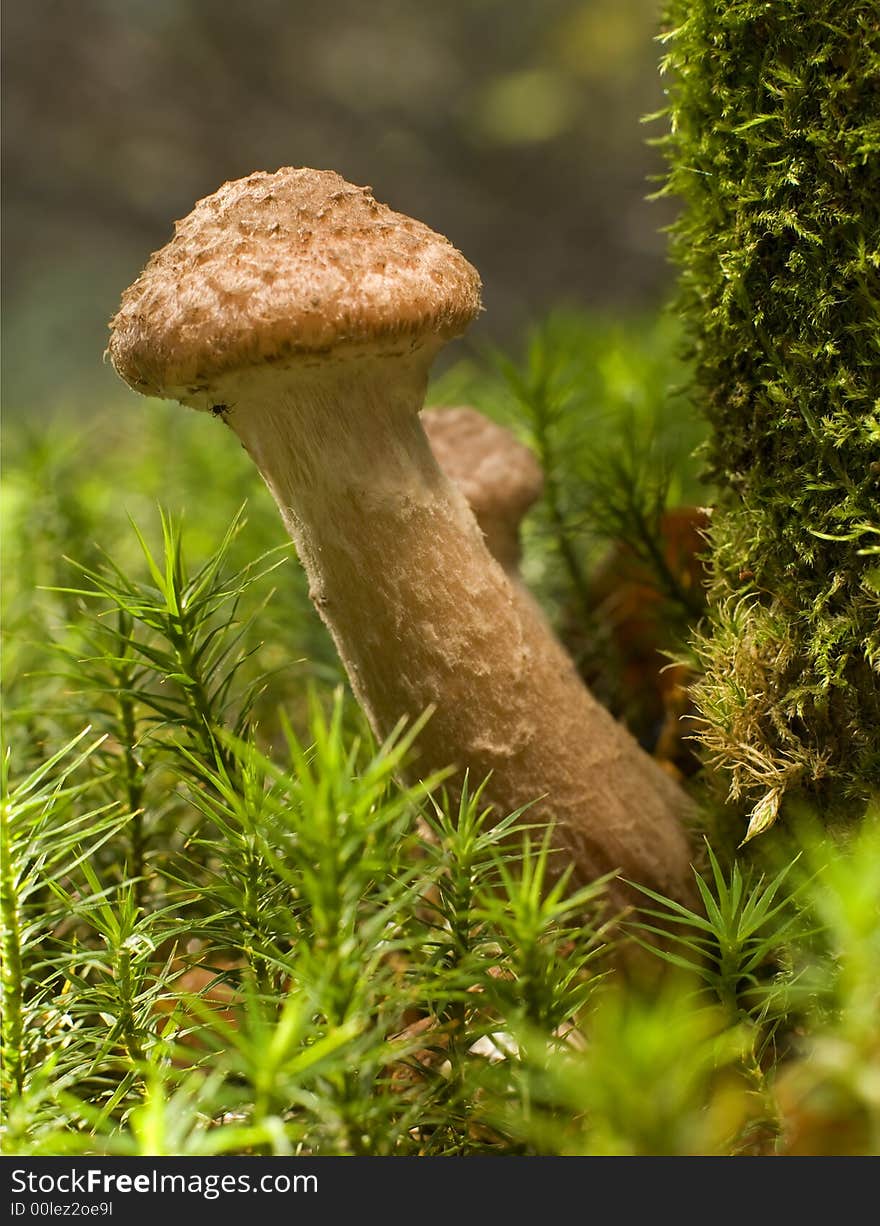 Brown armillaria edible mushroom close up shoot