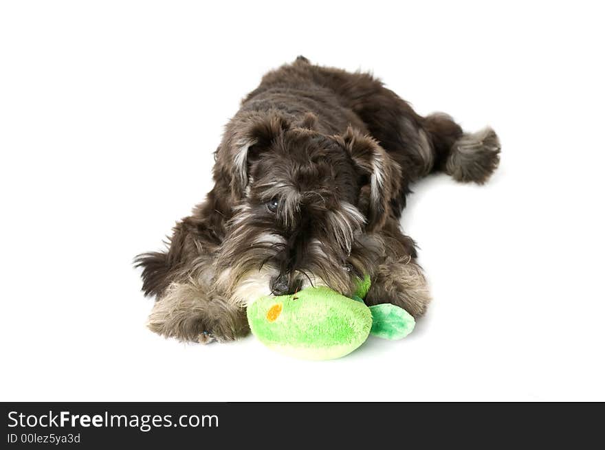 Playful dog with chew toy. Playful dog with chew toy