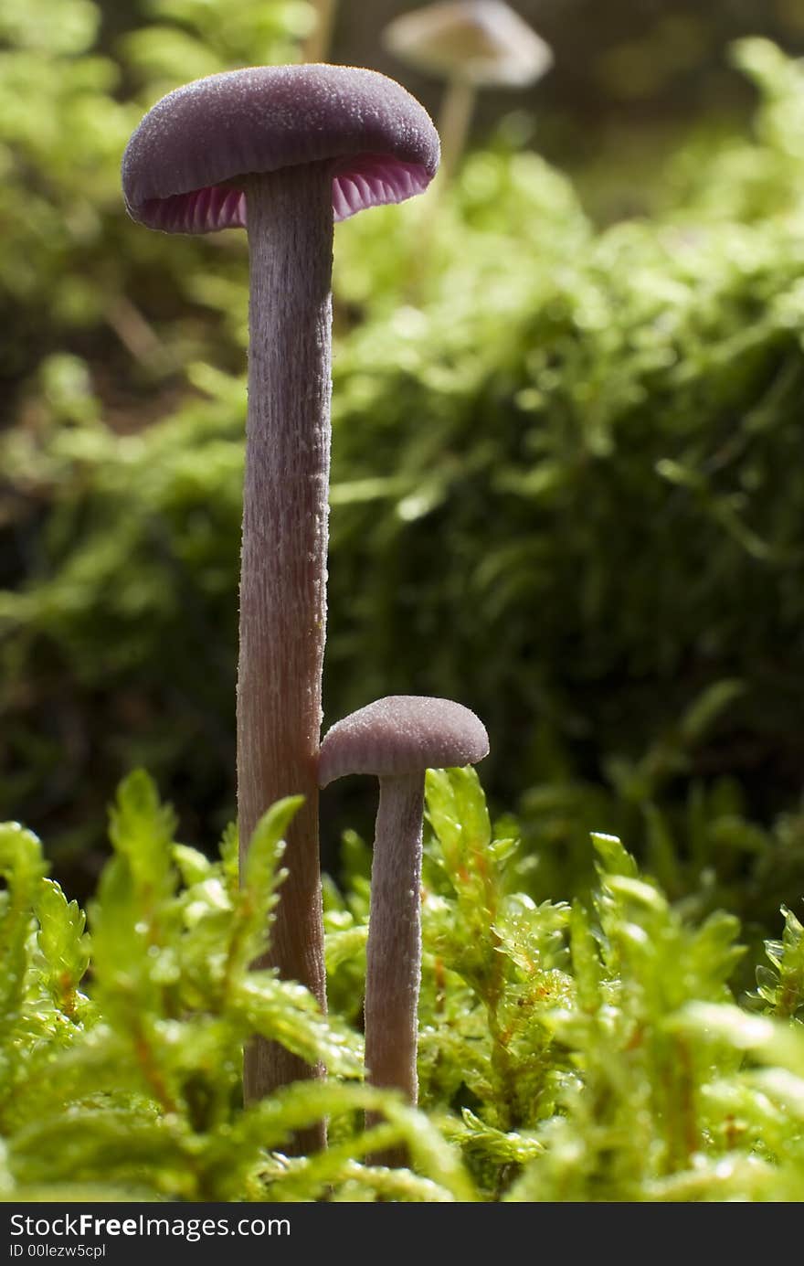 Small purple fungus on moss close up shoot. Small purple fungus on moss close up shoot