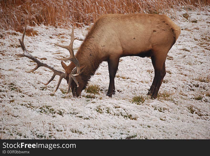 Photo of Elk in Yellowstone