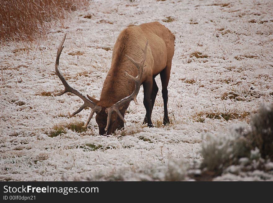 PHoto of Elk in Yellowstone. PHoto of Elk in Yellowstone