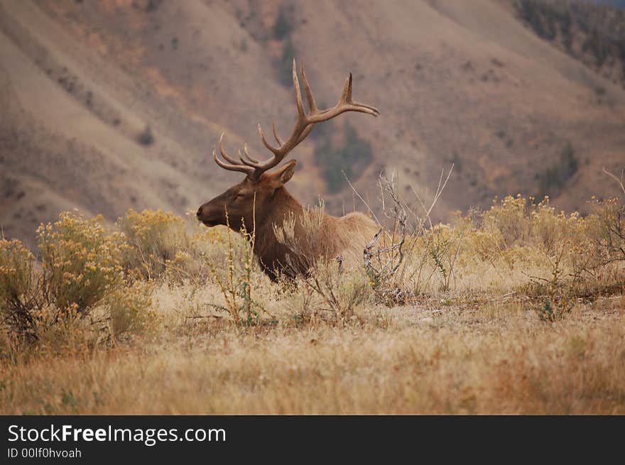 Photograph of Elk in Yellowstone