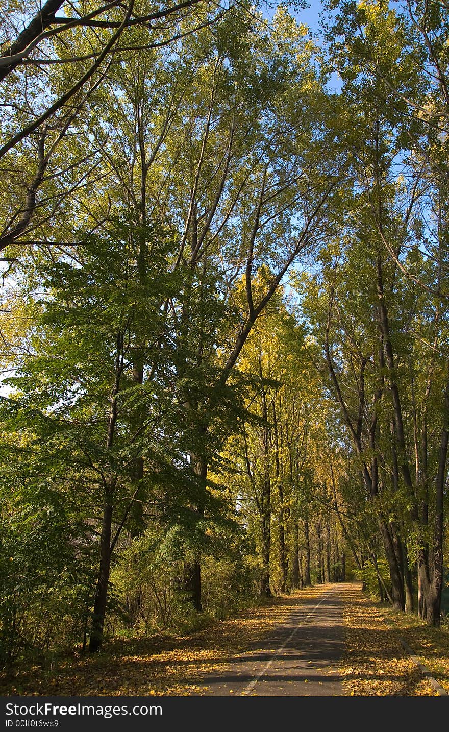 Fall trees creating a tunnel. Fall trees creating a tunnel