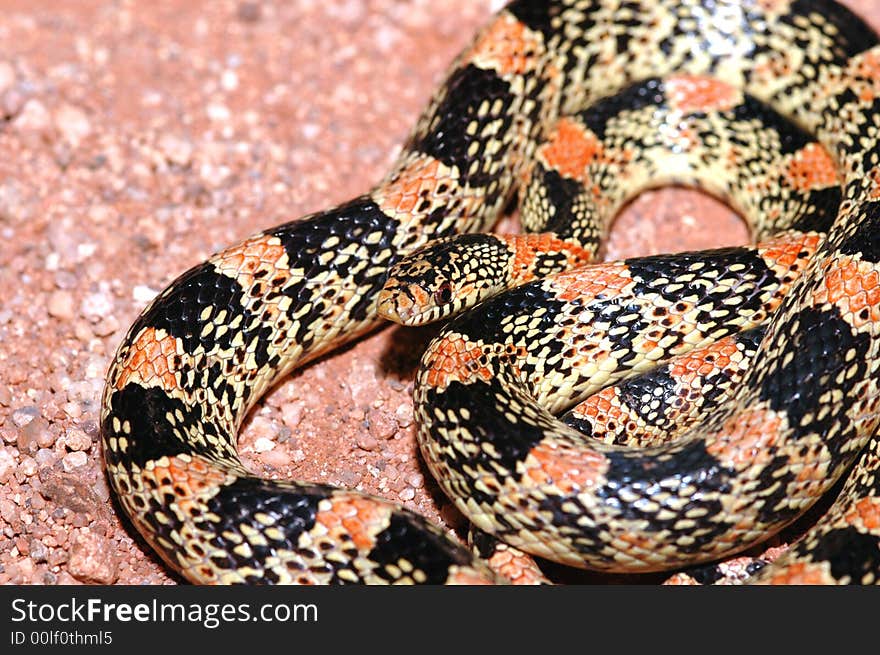 This pretty longnose snake was found crossing a sandy path in southern Arizona. This pretty longnose snake was found crossing a sandy path in southern Arizona.