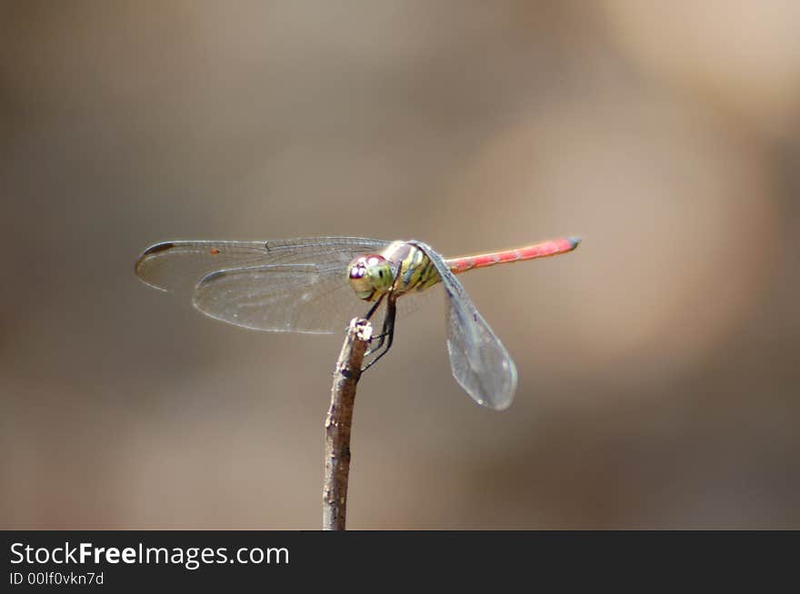 Close-up of a Dragonfly. Close-up of a Dragonfly