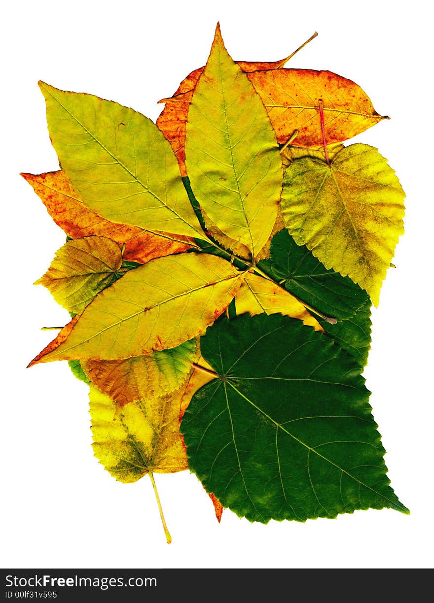 Many color leaf on white background. Many color leaf on white background