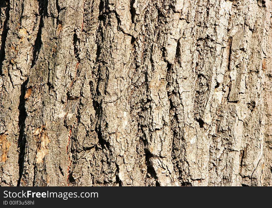 Bark of oak close-up