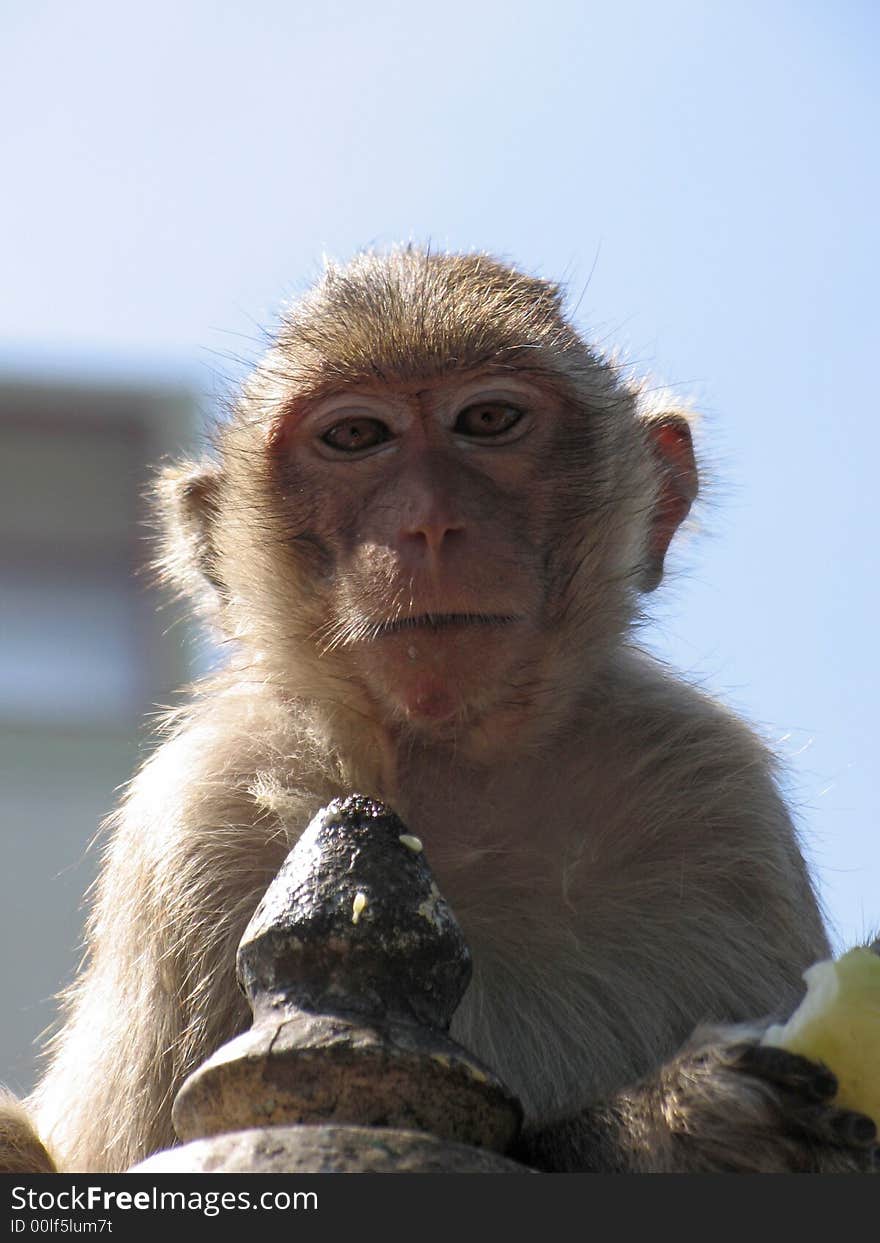 Monkeys in Ruined Temple, Thailand. Monkeys in Ruined Temple, Thailand