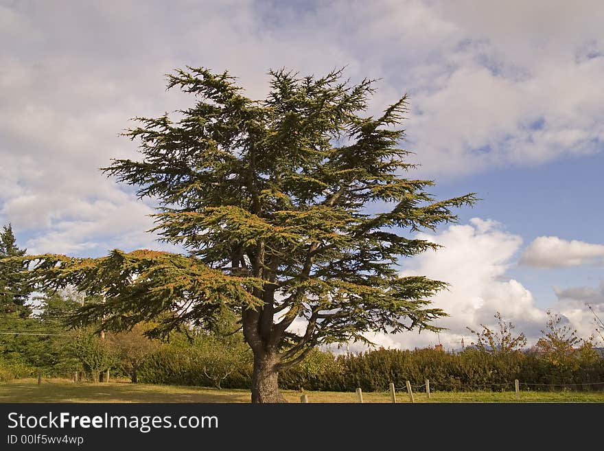 A large majestic evergreen tree in the evening sun