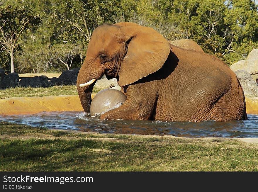 A baby elephant playing with a ball at the miami zoo. A baby elephant playing with a ball at the miami zoo