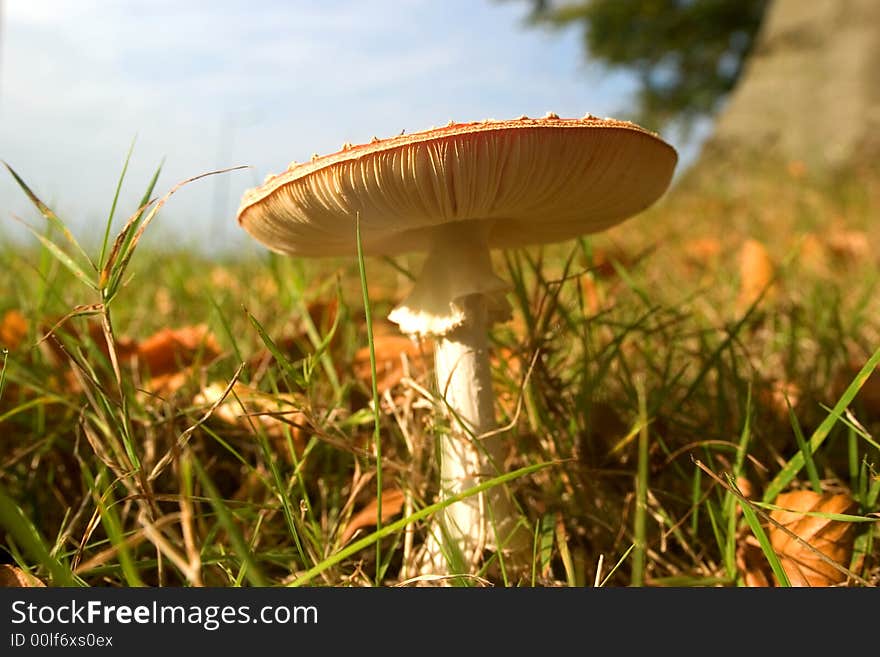 Toadstool Enjoying The Autumn