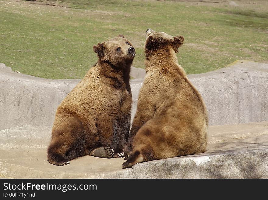 Two bears mating at a wisconson zoo