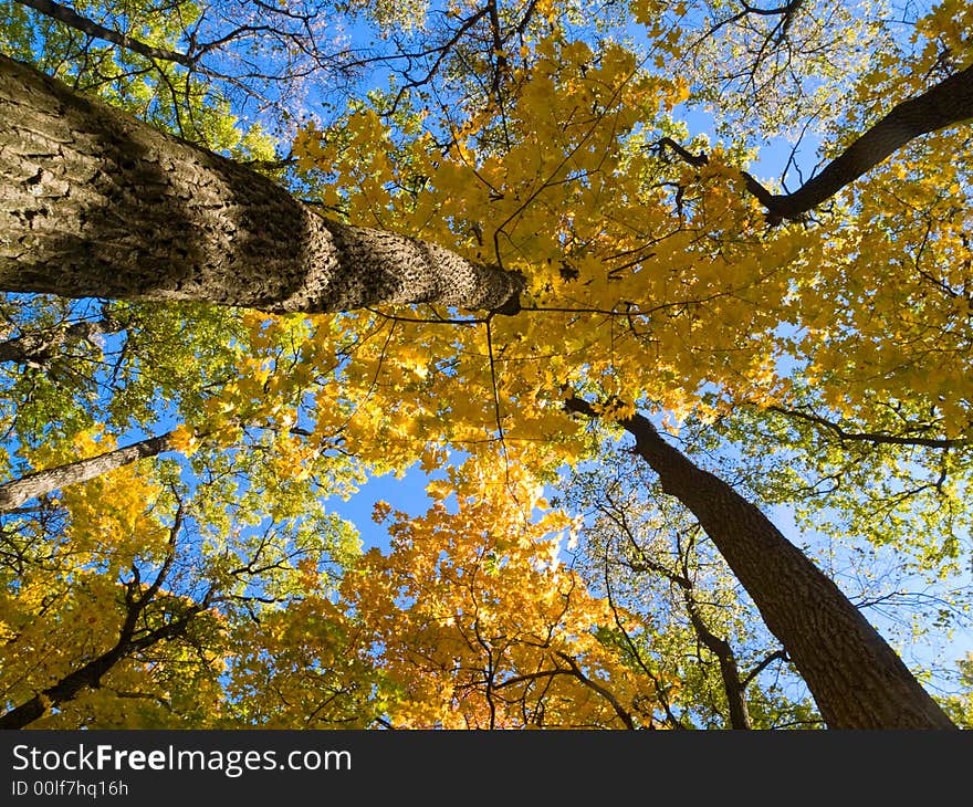 Autumn park scene with trees, fallen yellow leaves. Autumn park scene with trees, fallen yellow leaves