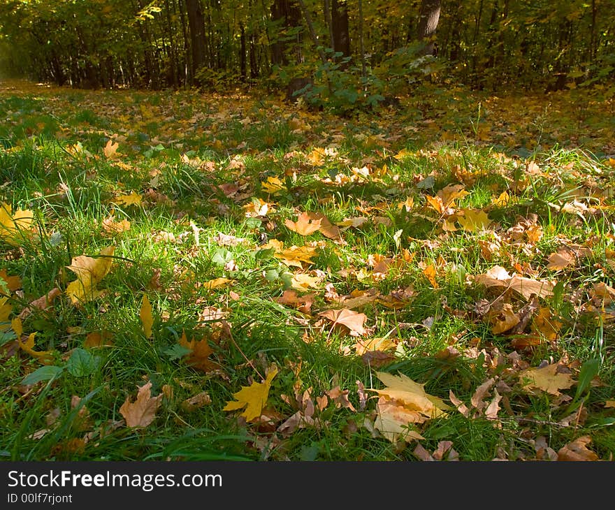 Grass and leaves