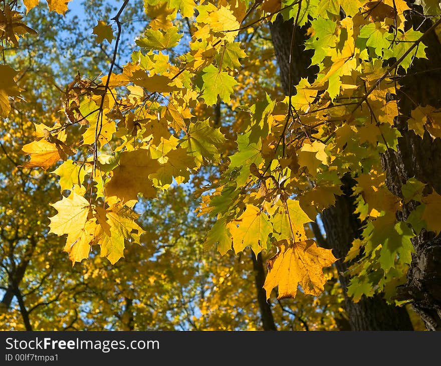 Close-up of yellow maple leaves over blue sky