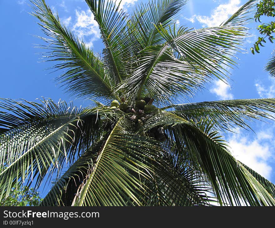 Palm/Cocomut tree in South Thailand. Palm/Cocomut tree in South Thailand