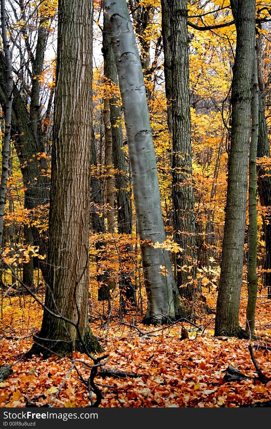 Colourful Autumn trees in a park in michigan. Colourful Autumn trees in a park in michigan