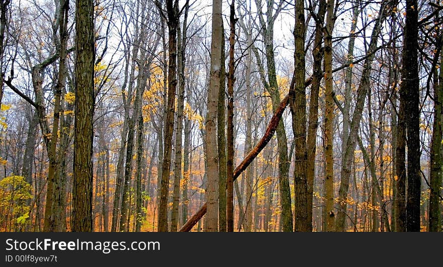 Tall trees in a Michigan park during end of autumn. Tall trees in a Michigan park during end of autumn