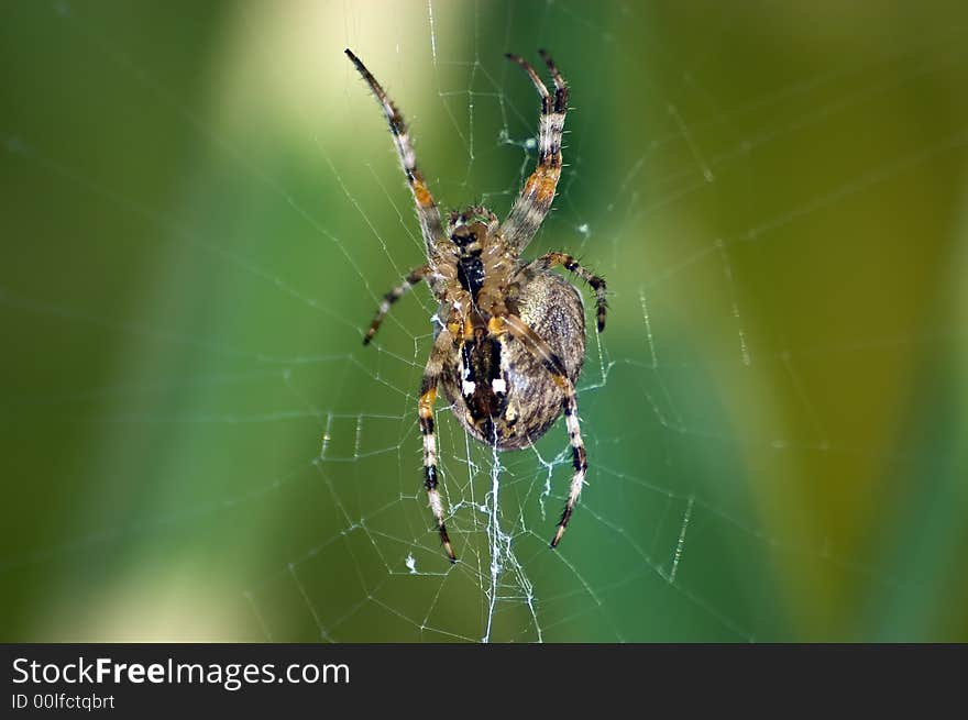 Garden Spider waiting in her web